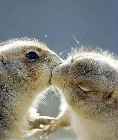 Kissing | Animals kissing, Cute animals, Animals