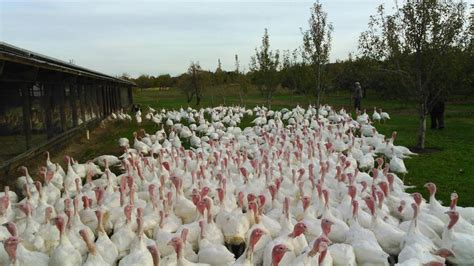 16 New Jersey farms that sell fresh Thanksgiving turkeys