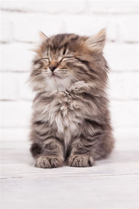 Fluffy Cute Kittens | [+] CUTE KITTENS