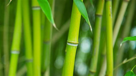 How to Make Paper Pulp from Bamboo? - World Paper Mill