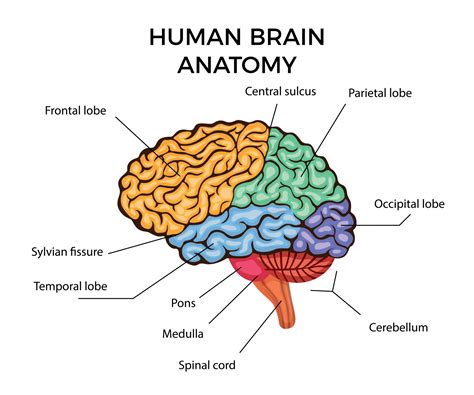 17 Fascinating Facts About Brain Anatomy - Facts.net