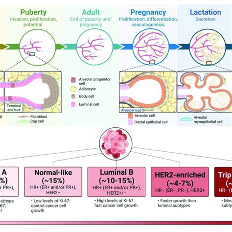 (A), A timeline of mammary gland development through six stages and... | Download Scientific Diagram