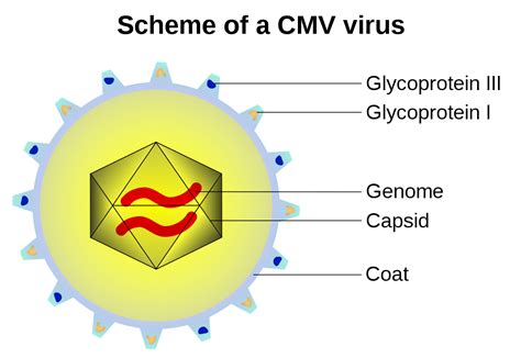 Viral envelope - Wikipedia