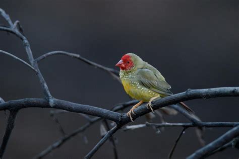 Star Finch | BIRDS in BACKYARDS