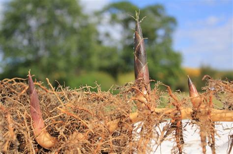 Bamboo etymology: When rhizomes pose an epic risk - Bambu Batu