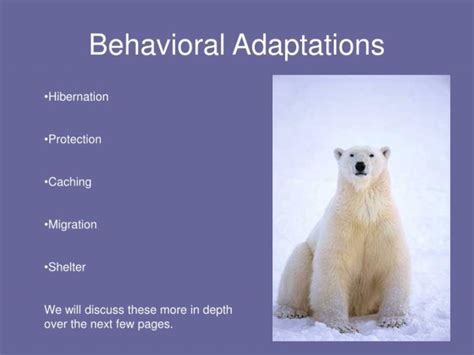 What are some behavioral adaptations of the polar bear? - Opera Residences