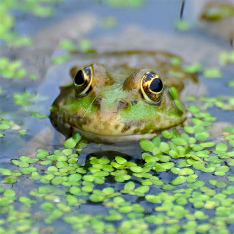 Benefits of Installing a Garden Pond | Birstall Garden & Leisure