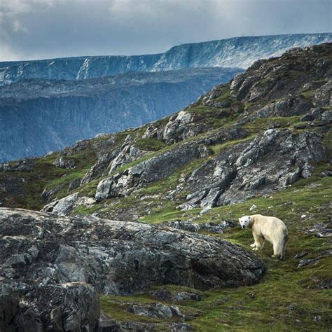 Polar bear in Torngat Mountains National Park. | Torngat mountains national park, King of the ...