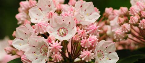 Where to See Mountain Laurel in the Laurel Highlands