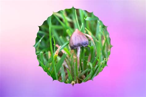 The Wonderful and Diverse World of Psilocybin Mushroom Strains Psychedelic Support · Psychedelic ...