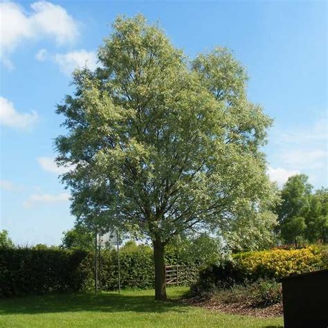 White willow tree leaves | Free Reference Images | Salix, Plants online, Medicinal garden