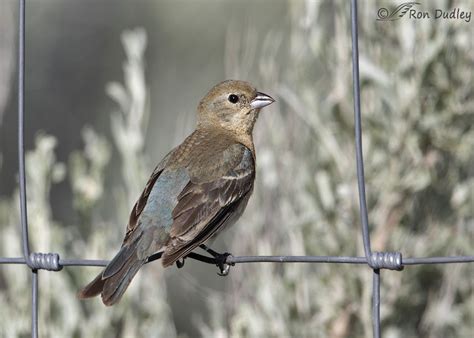 Female Lazuli Bunting – Feathered Photography