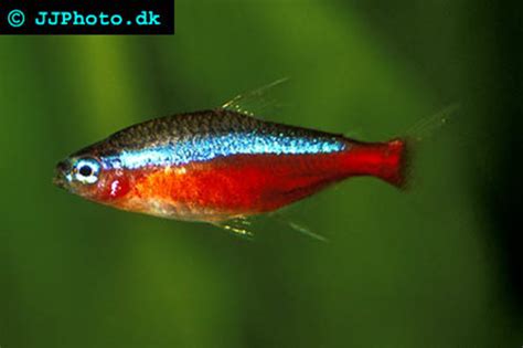 Cardinal Tetra - Paracheirodon axelrodi | Aquatic Community