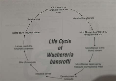 SOLUTION: wuchereria bancrofti - Studypool