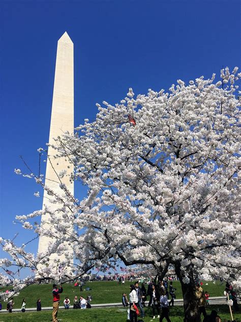 Washington Monument During Cherry Blossoms | Smithsonian Photo Contest ...