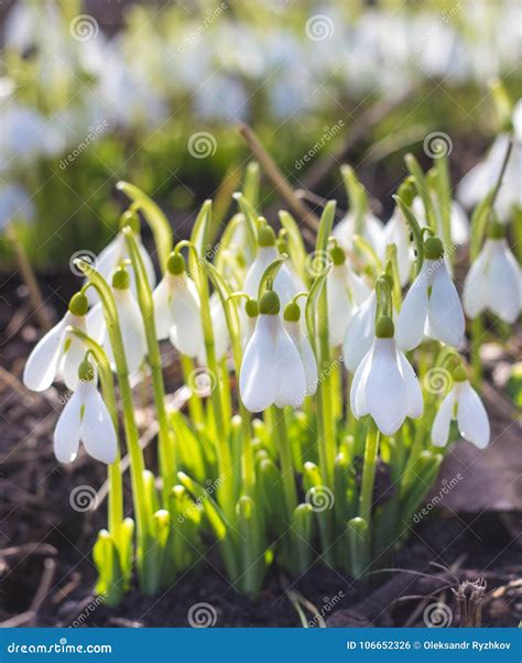 Spring Snowdrops. a Lot of Beautiful Snowdrop Flowers in Nature. Group of Snowdrop Flowers ...