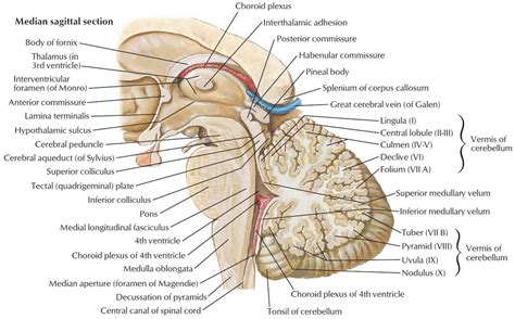 Brain stem anatomy, function, brain stem stroke & brain stem tumor