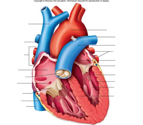 Heart Anatomy Diagram | Quizlet