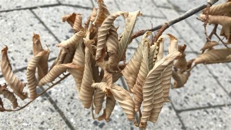 City of Regina finds 1st Dutch elm disease case of 2018 | CBC News