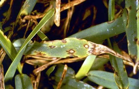 Watch Out for Leaf Spot Fungus in Your Gainesville Lawn! | The Masters Lawn Care