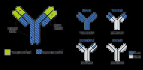 Monoclonal Antibodies (mAb): Harvesting, Types, Applications – Microbe ...