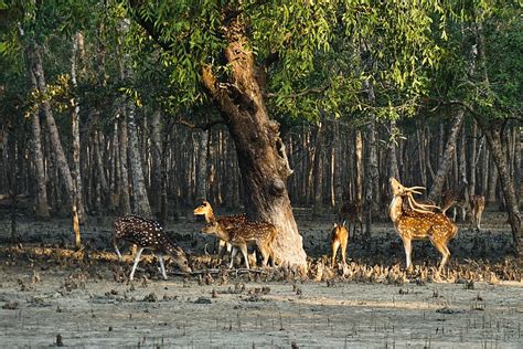 1920x1080px | free download | HD wallpaper: deer, sundarban, life, tourism, tree, animal, animal ...