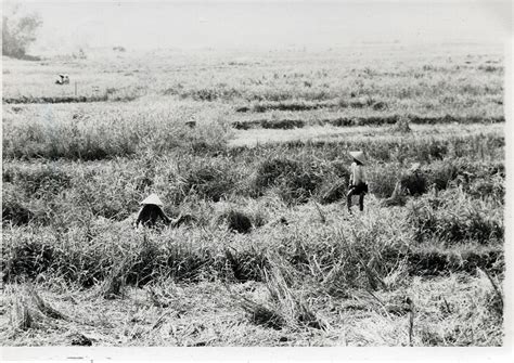 Vietnamese Women Harvest Rice in the Rice Paddies North of Marble Mountain, Danang, Vietnam ...