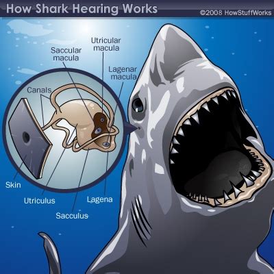 Do sharks have ears? - 24hourcampfire