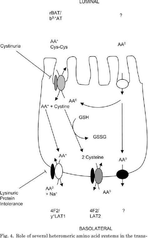 amino acid transport | Semantic Scholar