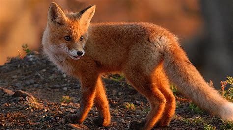 2016-11-05 - High Resolution Wallpapers = fox wallpaper - #8863 | Pet ...