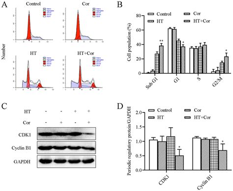 Changes of cell cycle induced by combined HT and Cor in U937 cells. A ...