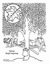 Maple Sugaring Coloring Page  Pages Printables School Crafts sketch template