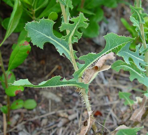 Lactuca serriola (prickly lettuce): Go Botany