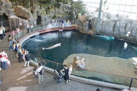 Tickets For New Orleans Zoo And Aquarium - Aquarium Views