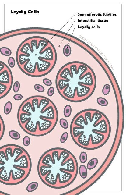 Testis Interstitial Cells