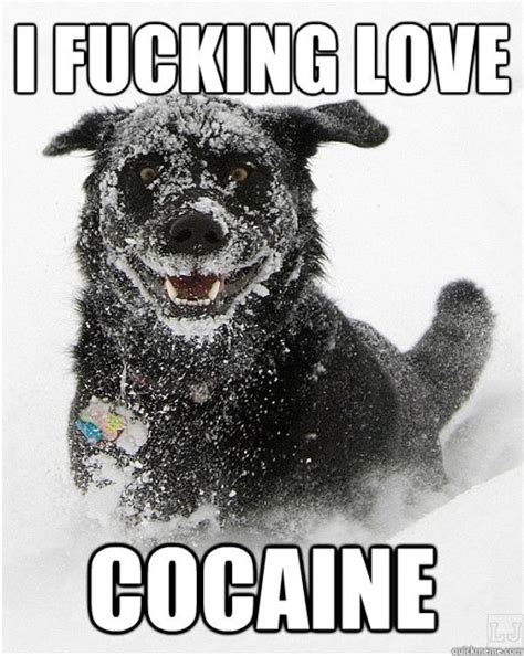 [Image - 670880] | Cocaine Bear | Know Your Meme