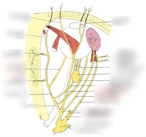 Orbital nerves (plus a little extra) Diagram | Quizlet