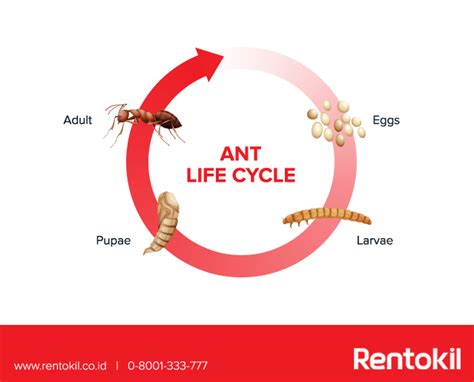 Life Cycle Of An Ant