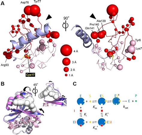 Structural Changes of the Allosteric Site and the Proposed Inhibition ...