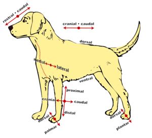 Which Bone Is Present In Humans, But Absent In Four-legged Animals? - Franklin Hoge1949