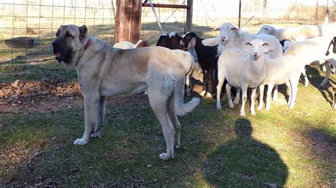 Turkish Boz Shepherd — Natural Born Guardians