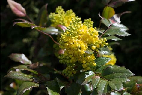 Mahonia Plant Types, How To Grow and Care | Florgeous