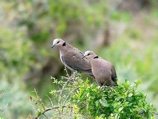 Red-eyed Dove (Streptopelia semitorquata) | Port Elizabeth, … | Flickr