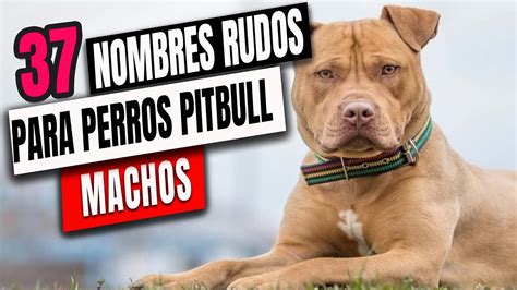 Nombres Para Perros Machos Pitbull Que No Conocias - YouTube