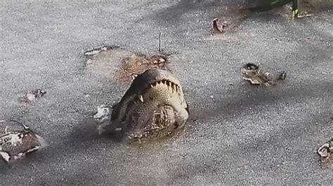 Alligators seen frozen in North Carolina pond with snouts above water to survive record low ...