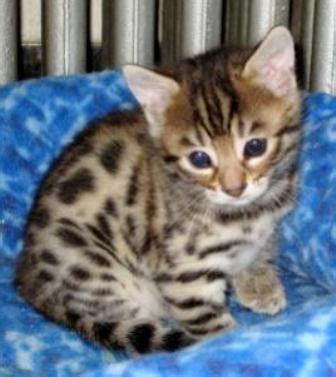 Animals Plants Rainforest: Bengal cat price (just side information)