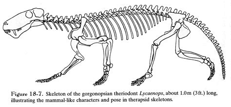 Organismal Biology