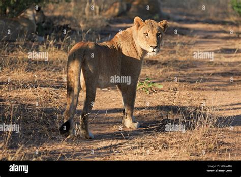 Pride of lions in the African bush Stock Photo - Alamy