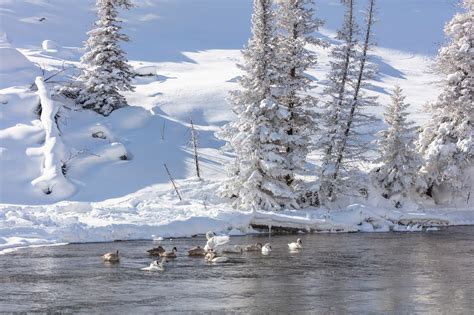 Swans In Winter Free Stock Photo - Public Domain Pictures