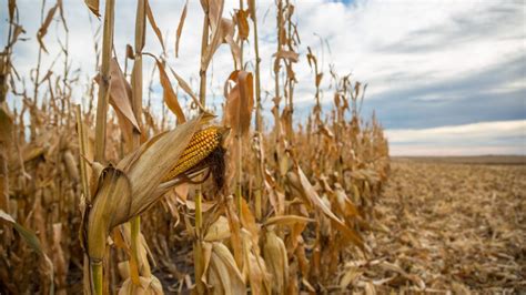 The Importance of Staging Your Corn Harvest by Stalk Integrity - Peterson Farms Seed